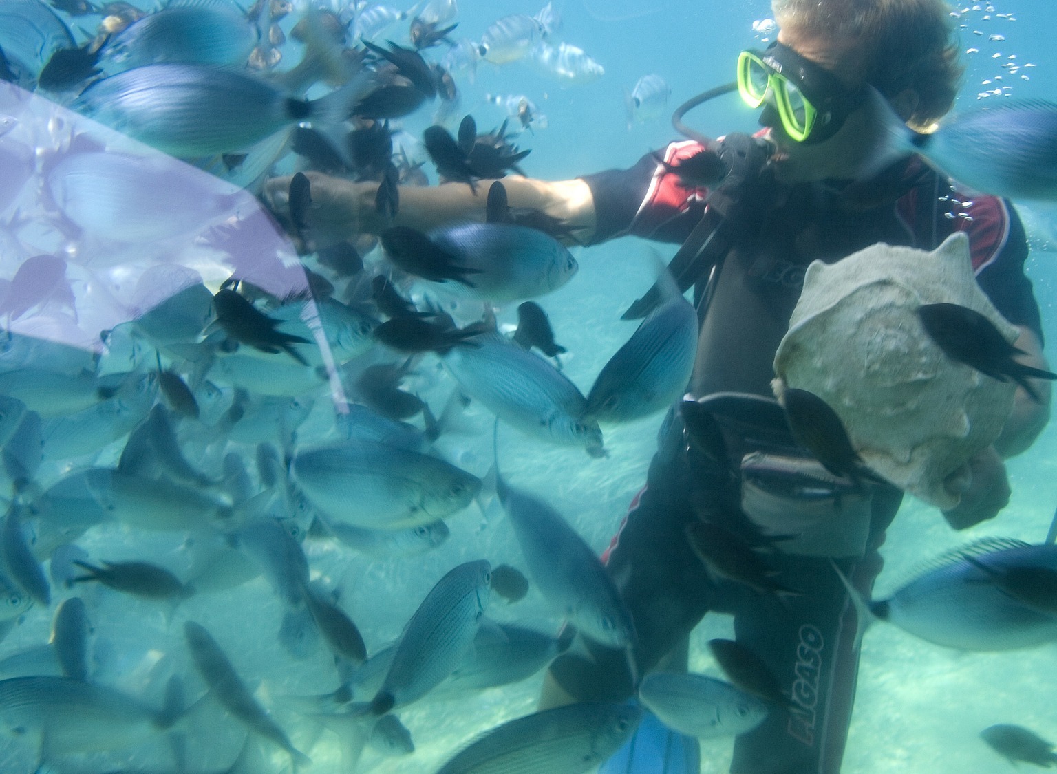 Scuba Fish Feeding